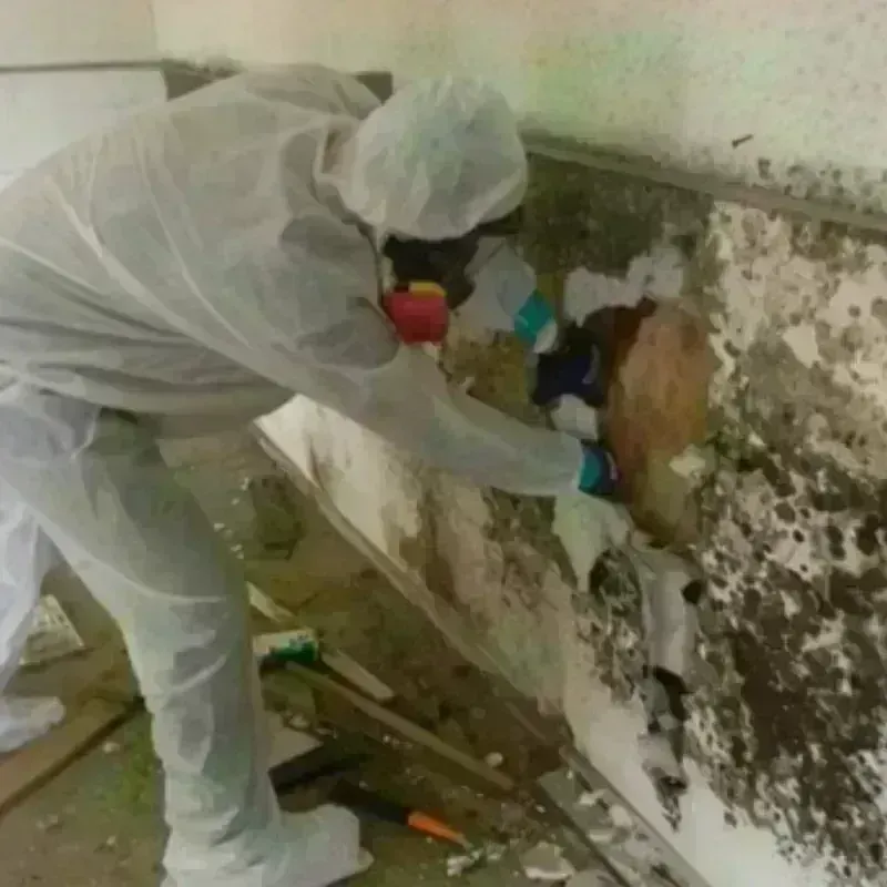 Mold Remediation and Removal in Staunton, IL